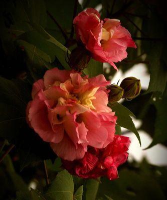 芙蓉花的富贵荣华（以芙蓉花为象征，探寻富贵荣华的内涵）