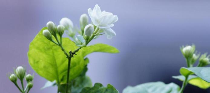 茉莉花的花语及代表意义（美丽而香气四溢的茉莉花，传递着爱与希望）