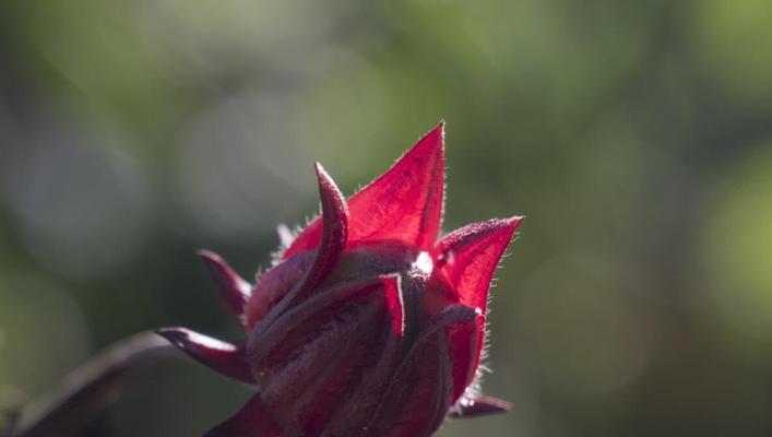 枸杞的花语和传说（揭开枸杞花背后的神秘面纱）