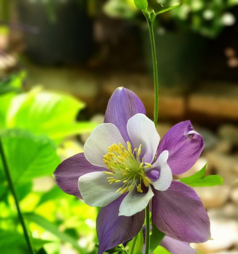 耧斗菜，悦目花香中的传奇佳人（芬芳之源，在花瓣中流淌的传说）