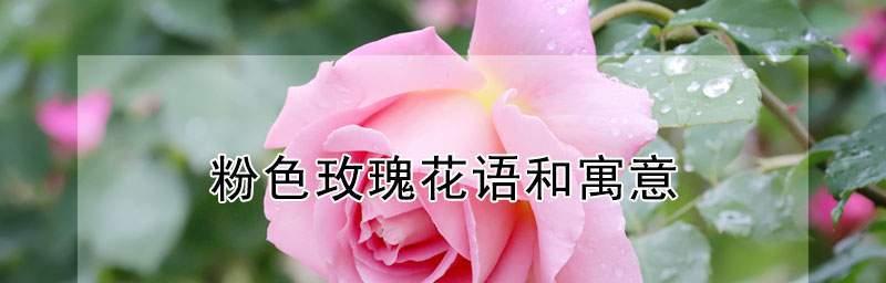 12朵玫瑰花语解析（玫瑰12朵代表什么意思？一朵花背后的真情告白）