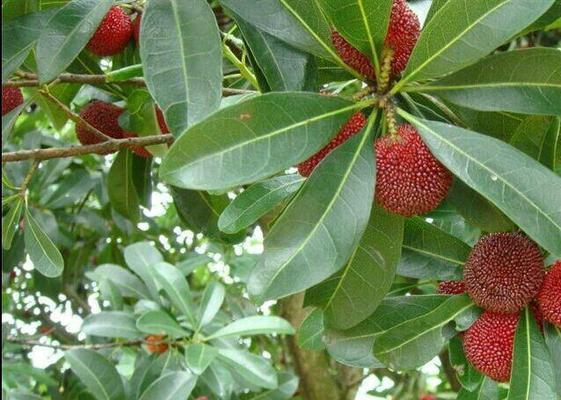 杨梅树什么季节种（杨梅树的种植与管理）