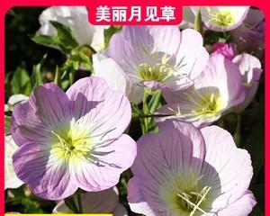 月见草花怎么养（关于月见草花的养殖方法）