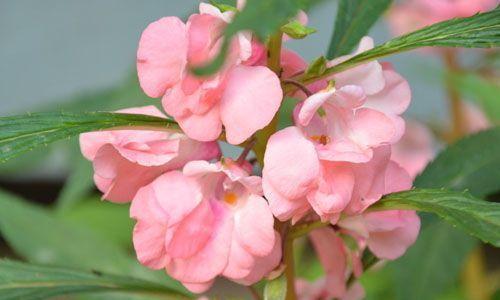 花是怎么传播种子的（分享植物种子的传播方式）