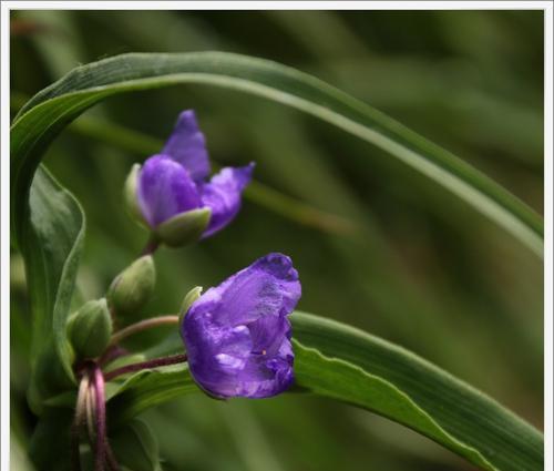 紫露草怎么种植（紫露草种植方法及养护）