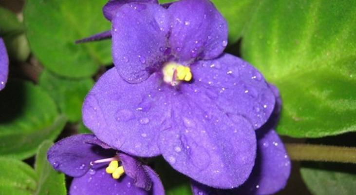 紫罗兰花有几种品种（常见的紫罗兰种类介绍）