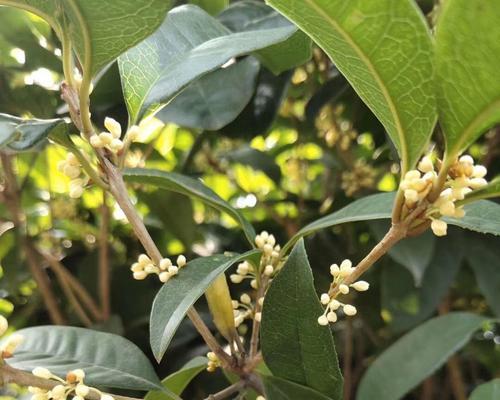 桂花树种子什么时候播种（桂花树的种植方法及时间）