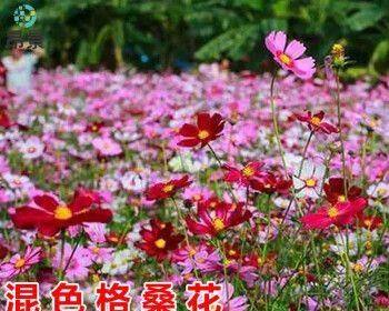 格桑花怎么种植（格桑花种子种植方法和时间）