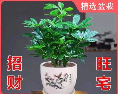 鸭掌木是不是发财树（描述鸭掌木的特点）