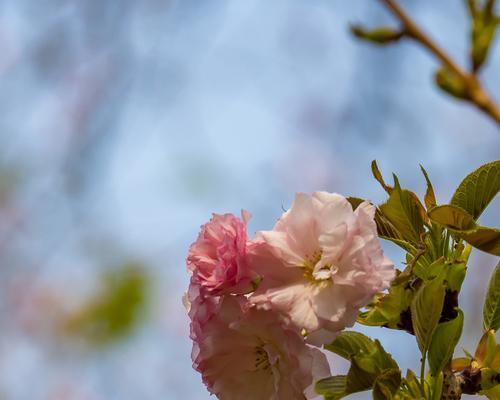 樱花什么时候开（有关樱花的花期时间）