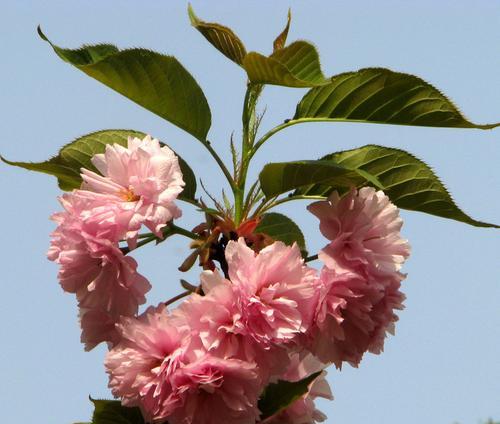 樱花什么时候开（有关樱花的花期时间）