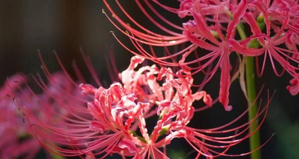 彼岸花的花语与含义（探寻彼岸花的神秘力量）