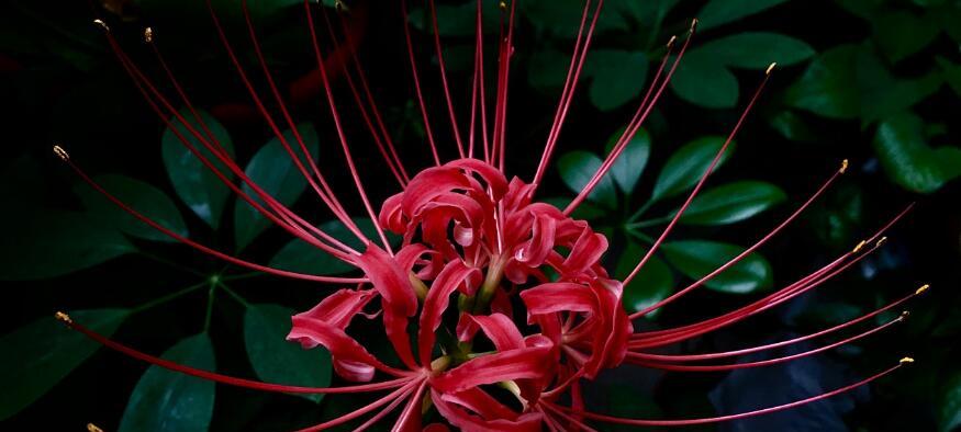 彼岸花的花语与含义（探寻彼岸花的神秘力量）