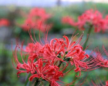 彼岸花花语大全（彼岸花的含义）