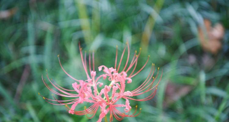 彼岸花（追寻彼岸花的花语与美丽）