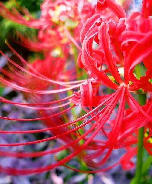 彼岸花（追寻彼岸花的花语与美丽）