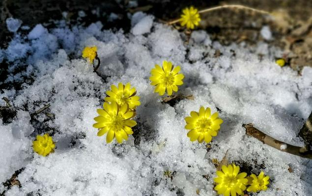 冰凌花（寒冷中的坚韧生命）