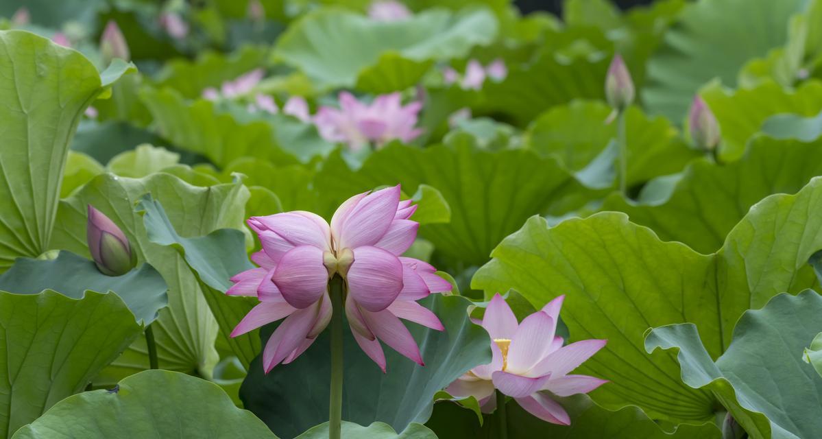 并蒂莲花（揭示并蒂莲花的花语之美）