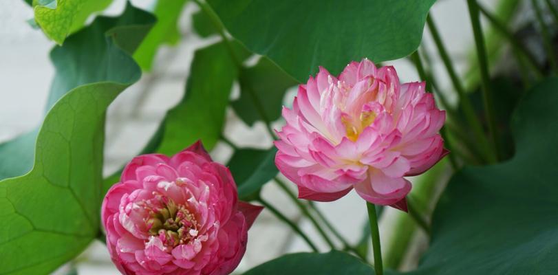 并蒂莲花（探索并蒂莲花寓意的深层内涵）