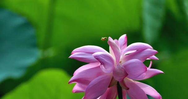 并蒂莲花（探索并蒂莲花寓意的深层内涵）