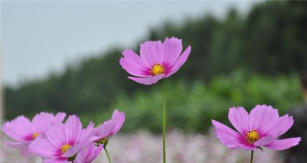 大波斯菊的花语和寓意（探索大波斯菊的花语）