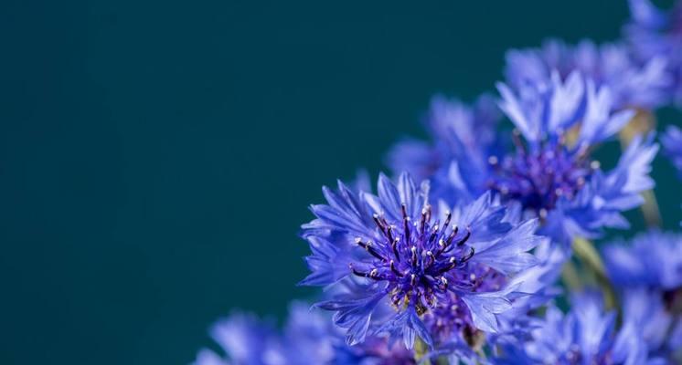 矢车菊的花语（探索矢车菊花朵背后的意义）