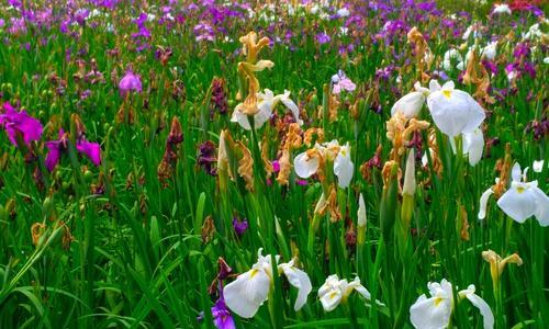 菖蒲花的花语及寓意（菖蒲花）