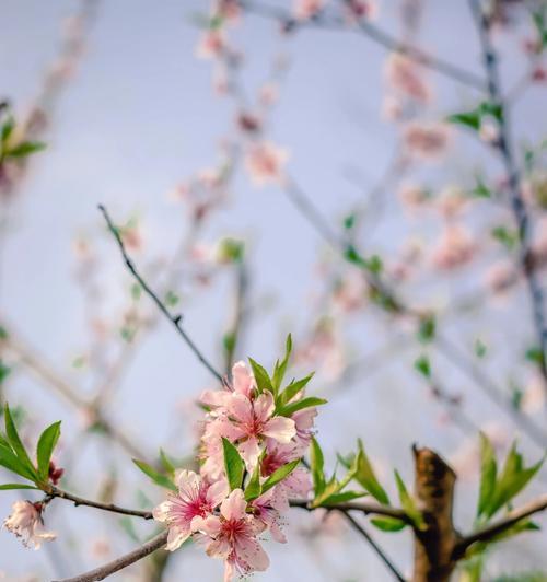 春之花开，万物复苏（追寻春天花海的美丽旅程）