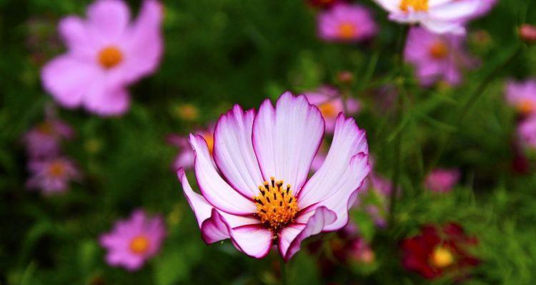 高冷孤傲的花朵（探索高冷孤傲花卉的魅力与特点）