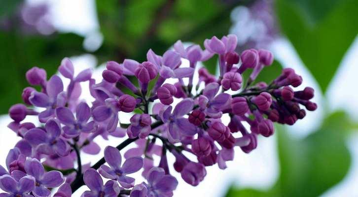 丁香花的花语与寓意（揭示丁香花所传递的情感和象征）