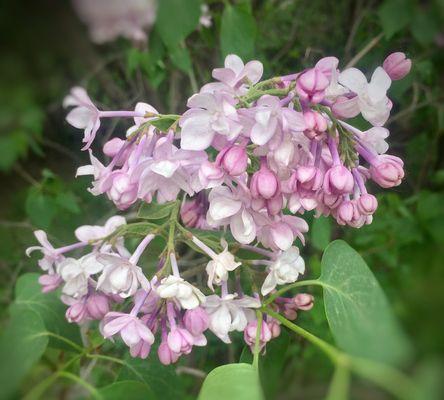 丁香花语——爱情与希望之花（恒久的美丽）