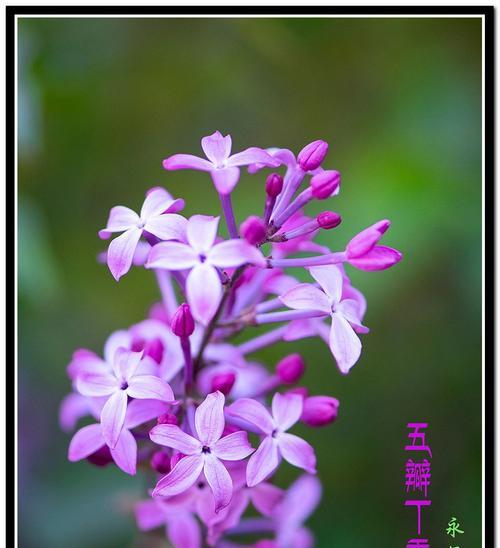 丁香花（丁香花语深意解读）