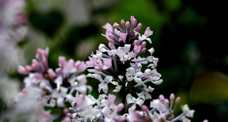 丁香花（丁香花语深意解读）