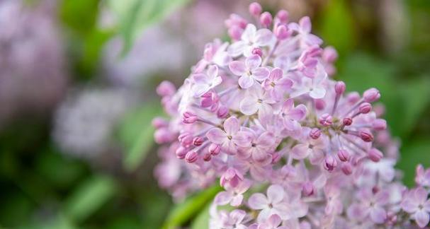 丁香花的代表意思与象征——永恒的爱（追寻爱情的芳香与美丽）