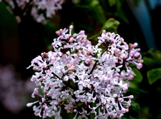 丁香花的花语（探寻丁香花的含义与象征）