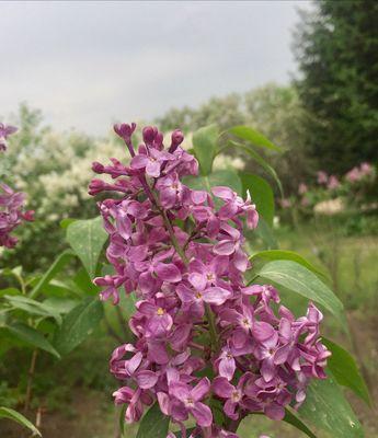 丁香花的花语（探寻丁香花的含义与象征）