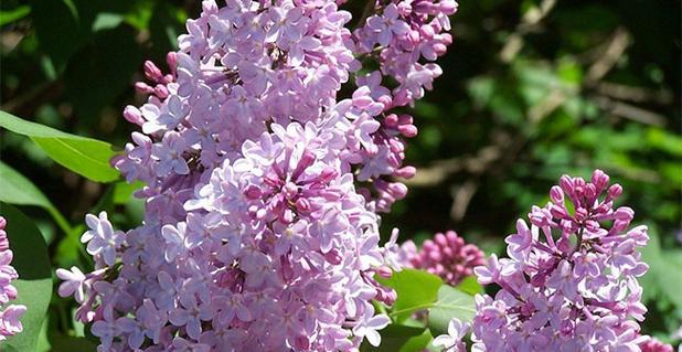 丁香花的象征意义与花语（深入探索丁香花的内涵与意义）