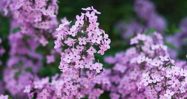 丁香花的象征意义与花语（深入探索丁香花的内涵与意义）