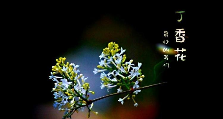 丁香花语（深入解读丁香花语）