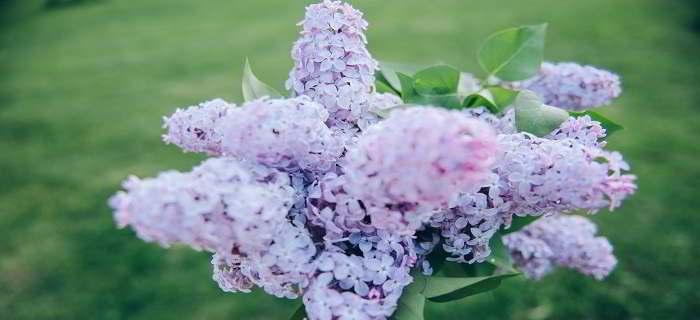 丁香花的寓意与意义（用丁香花传递情感）