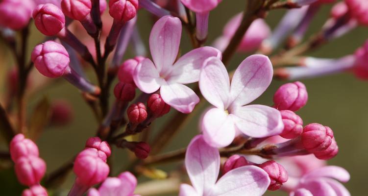 丁香花的寓意与意义（用丁香花传递情感）