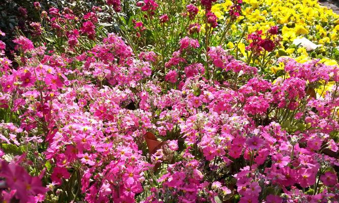 春日绽放的美丽樱花——以冬樱花、重瓣樱花和樱花草的花语为主题（与樱花共舞）