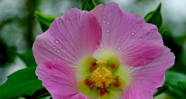 芙蓉花的花语与寓意（用芙蓉花诠释爱情）