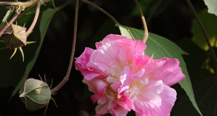 芙蓉花的象征意义与传承（揭秘芙蓉花的文化内涵与历史传承）