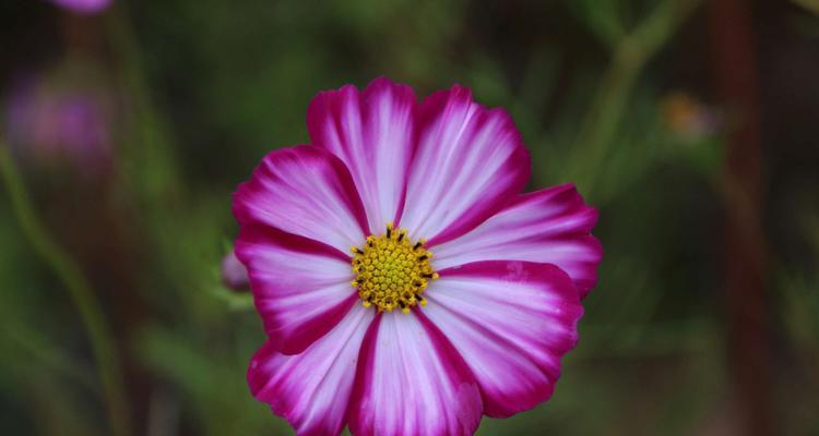 格桑花的花语（用格桑花的花语诠释生命的美丽与意义）