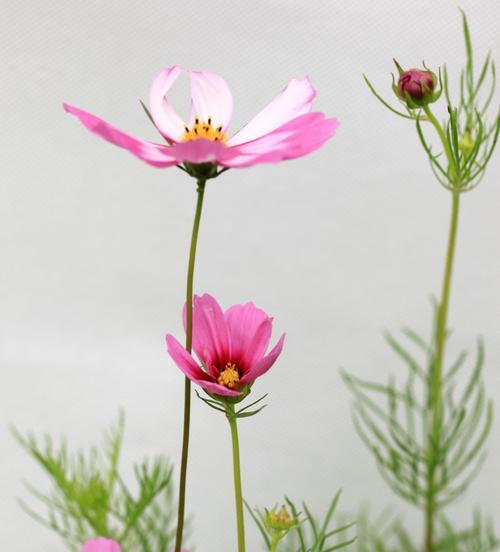 格桑花的花语（用格桑花的花语诠释生命的美丽与意义）