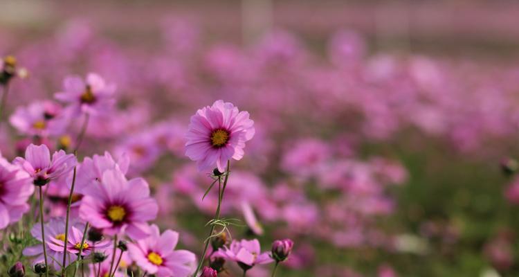 格桑花（格桑花的花语）