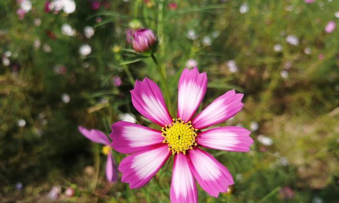 格桑花（格桑花的花语）