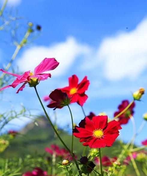 格桑花花语的象征与寓意（探索格桑花的花语及其意义）