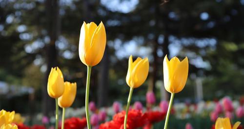 郁金香的花语（探寻郁金香花语的深层含义和文化内涵）